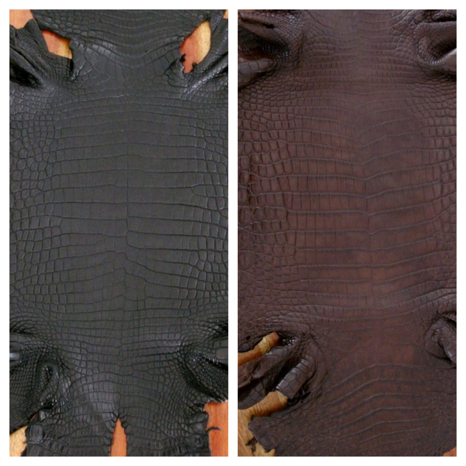 Newly Arrived Nile Crocodile