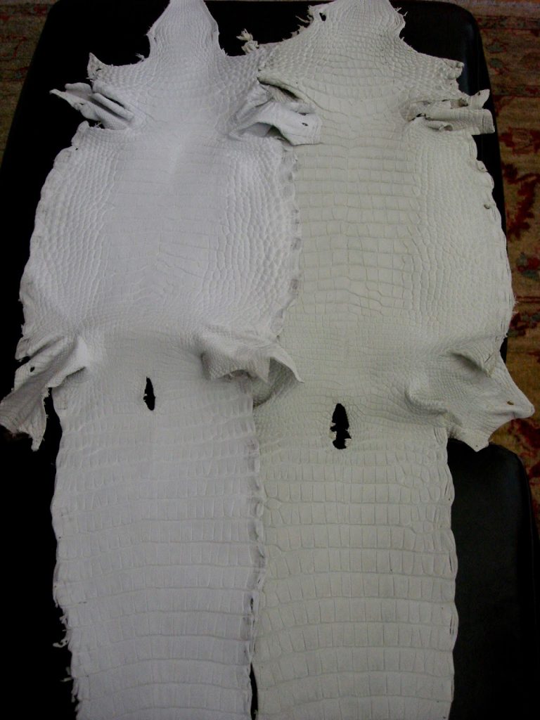 Undyed American Alligator a New Addition to our Veneto Collection Alligators