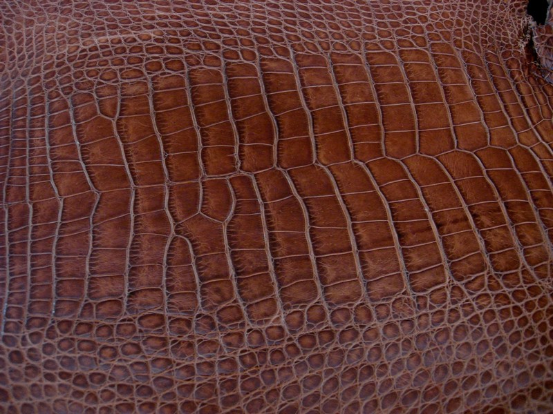 Newly arrived Alligator for Premium Supplier France Croco